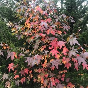 Meet your Posher, Chloe